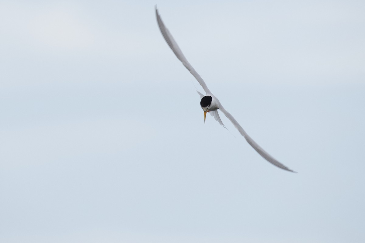 Little Tern - ML393004801