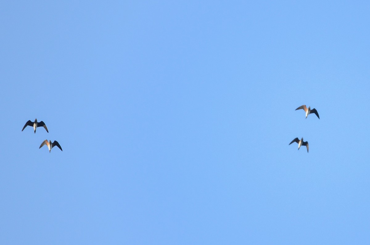 Oriental Pratincole - ML39300811