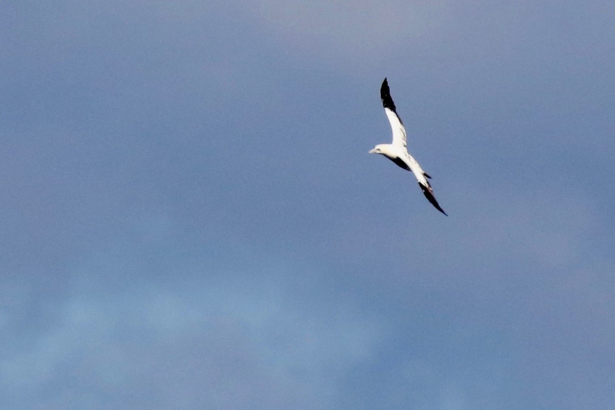 Northern Gannet - ML393010581