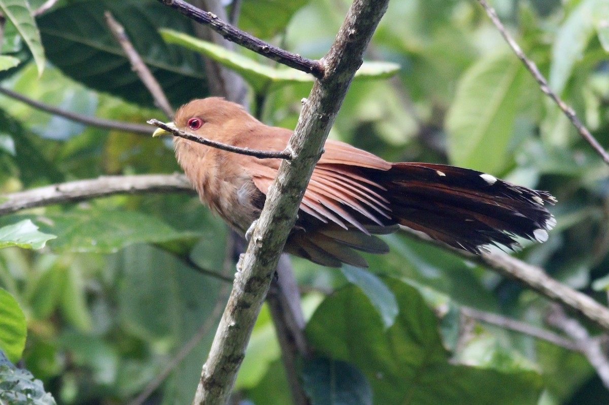 Little Cuckoo - ML393011231