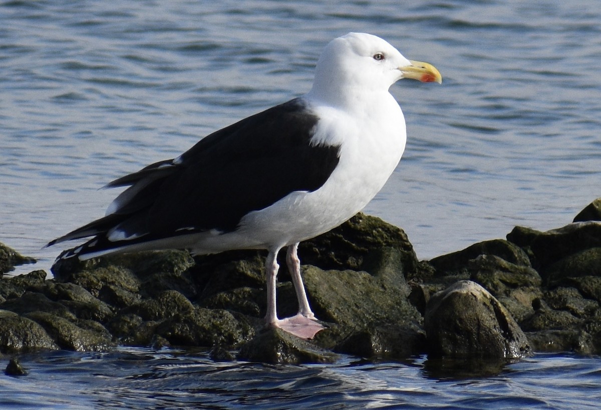 Great Black-backed Gull - ML393012091