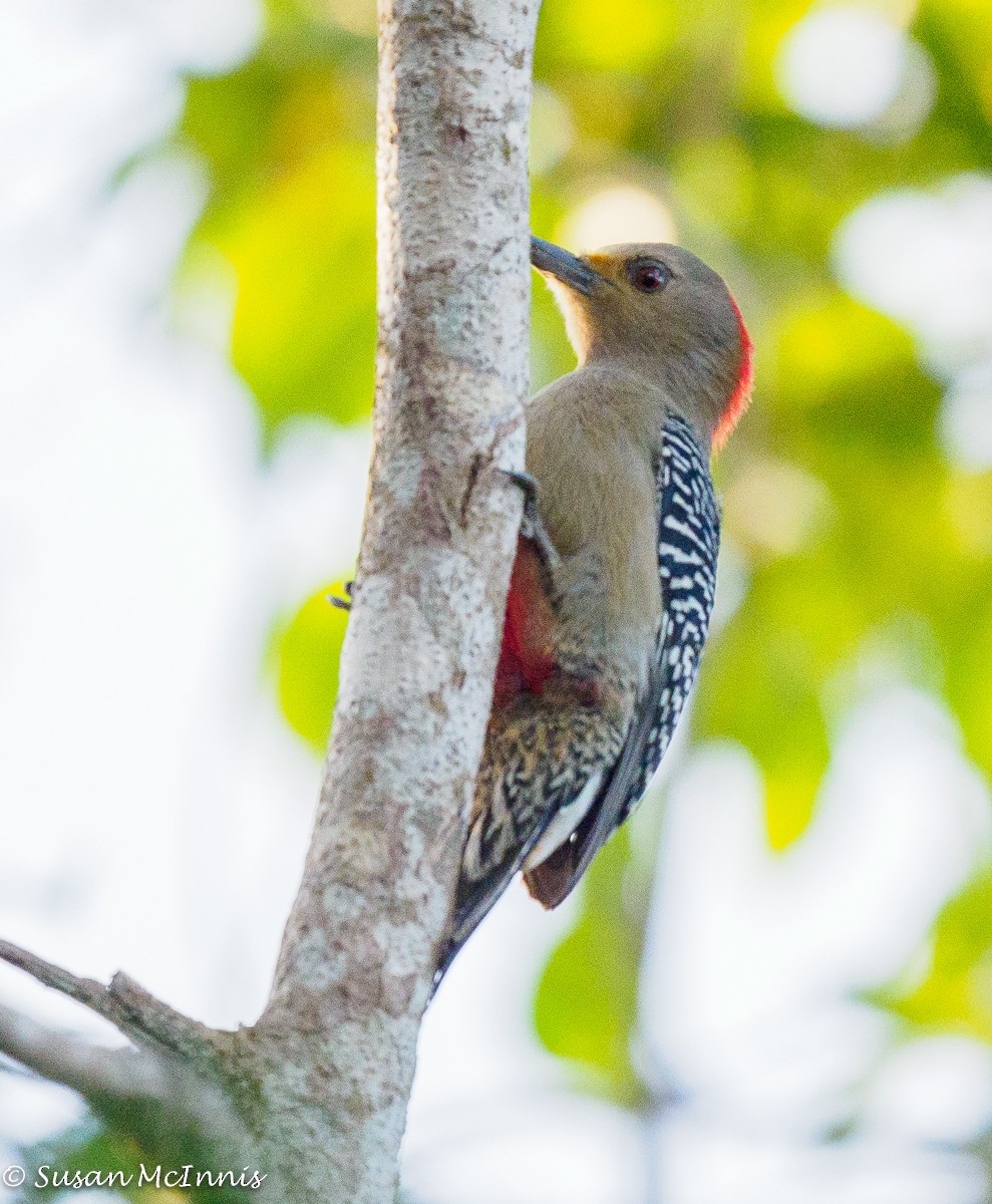 Yucatan Woodpecker - Susan Mac