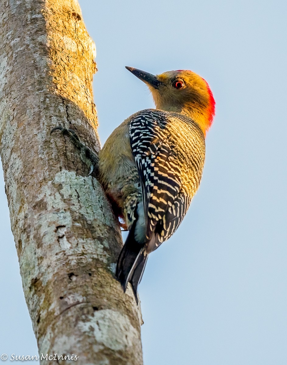 Yucatan Woodpecker - Susan Mac