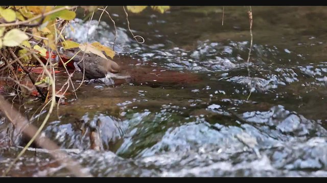 White-throated Dipper - ML393014141