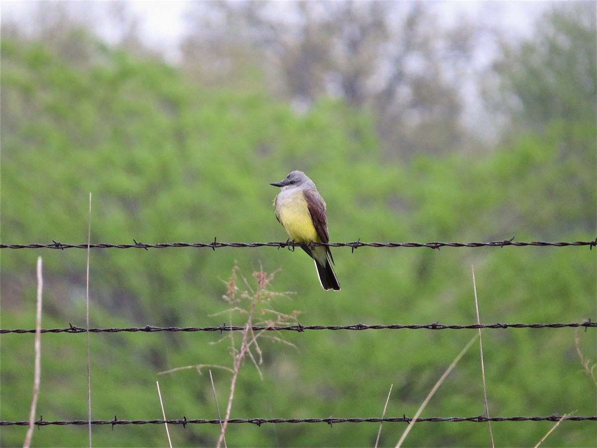 Western Kingbird - Benjamin Murphy