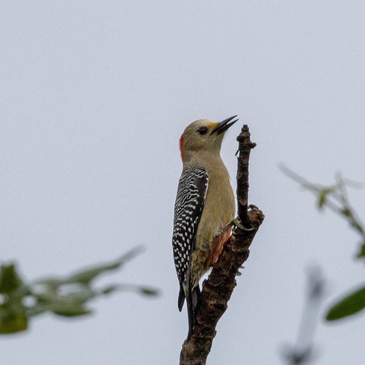Yucatan Woodpecker - Steve McInnis