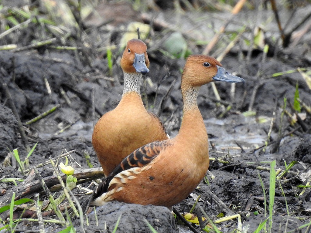 Fulvous Whistling-Duck - Richard Garrigues
