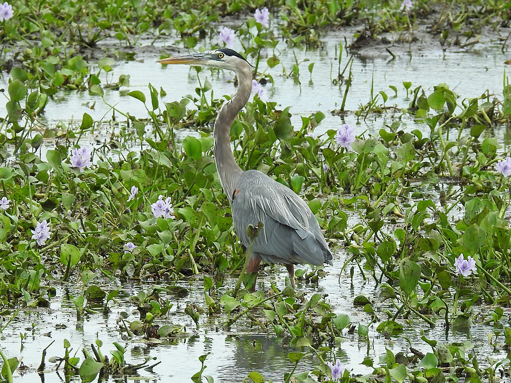 Great Blue Heron - Richard Garrigues