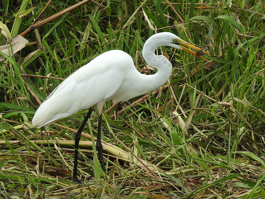 Great Egret - Richard Garrigues