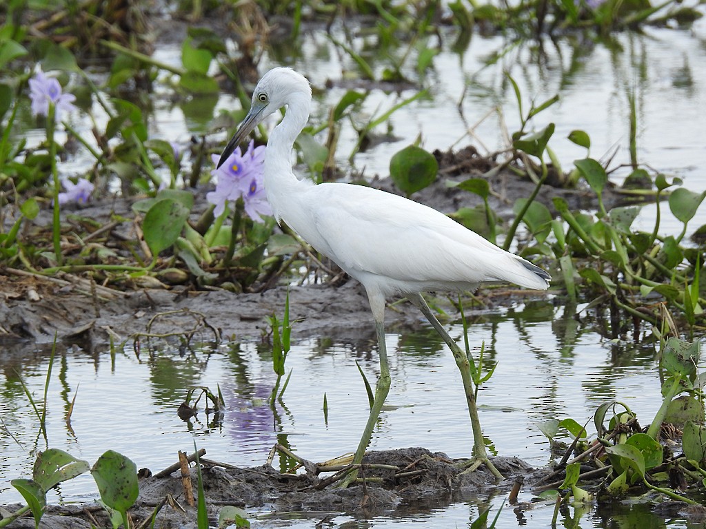 Aigrette bleue - ML393015831