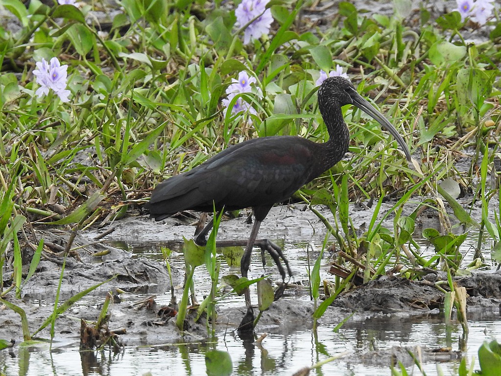 Glossy Ibis - Richard Garrigues