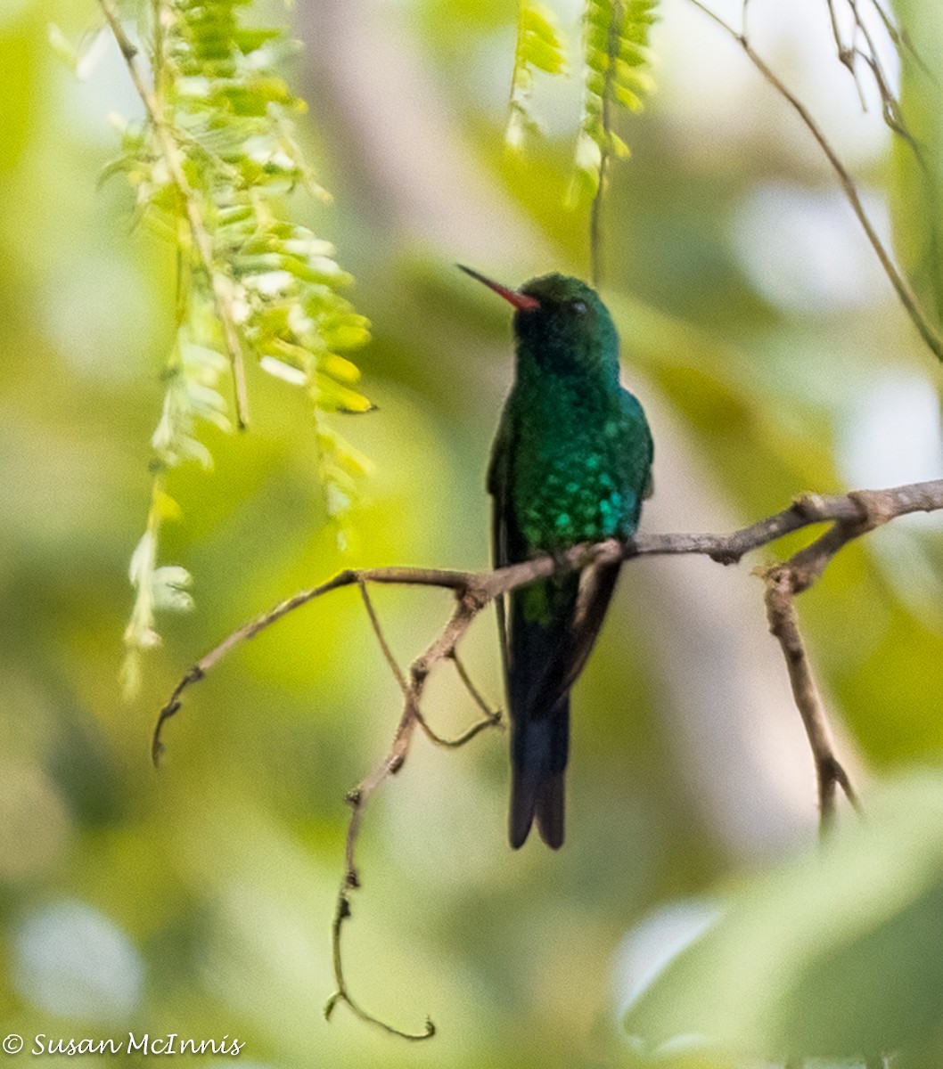 Cozumel Emerald - ML393016191