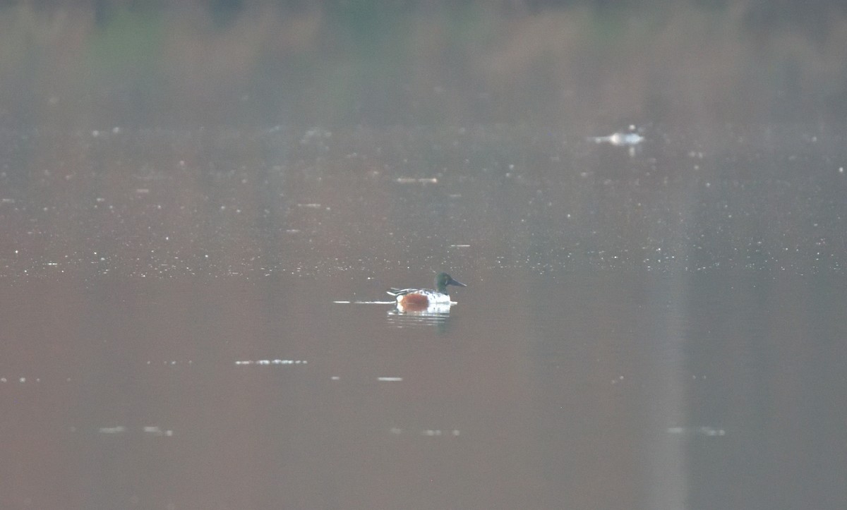 Northern Shoveler - ML393018951