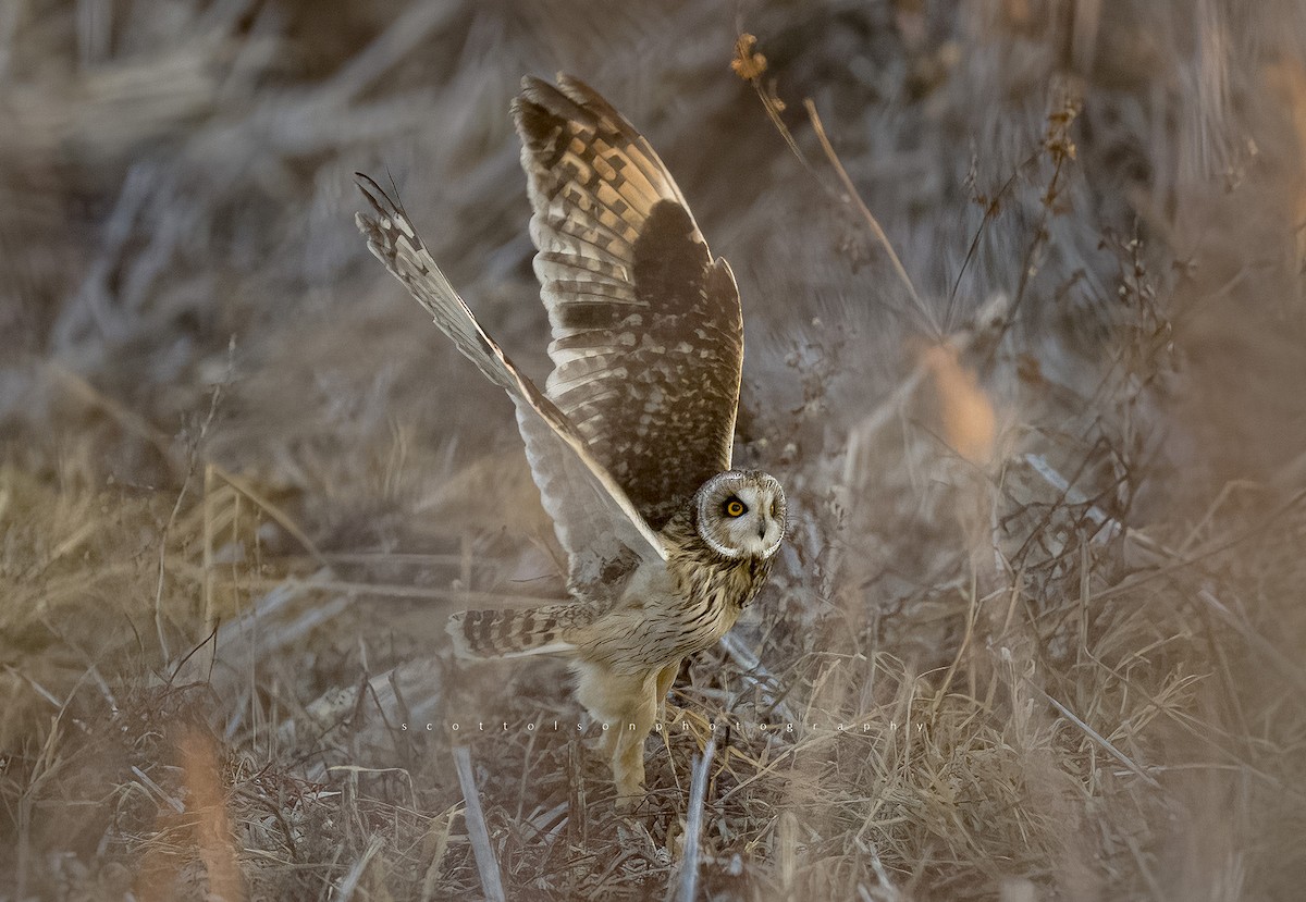 Hibou des marais - ML393020201