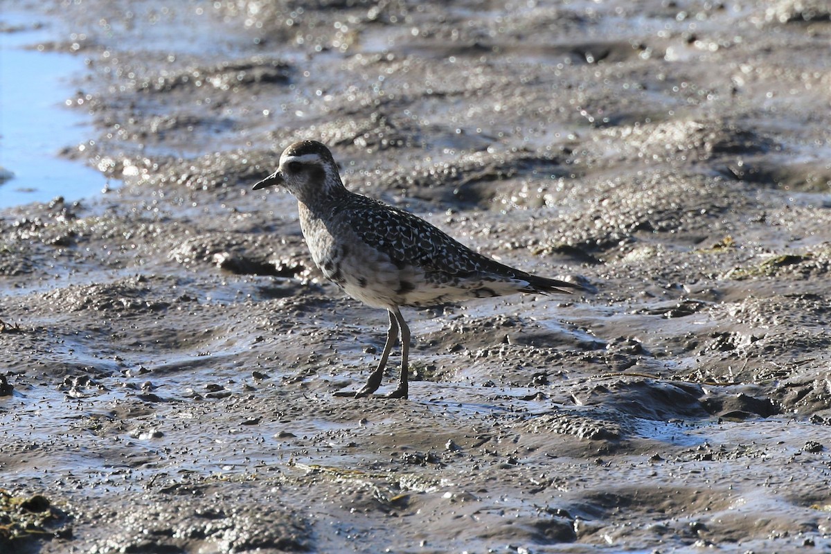 American Golden-Plover - ML393020491