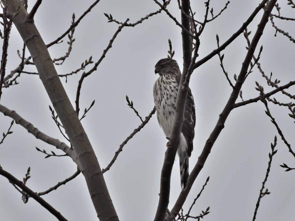 Cooper's Hawk - ML393021151