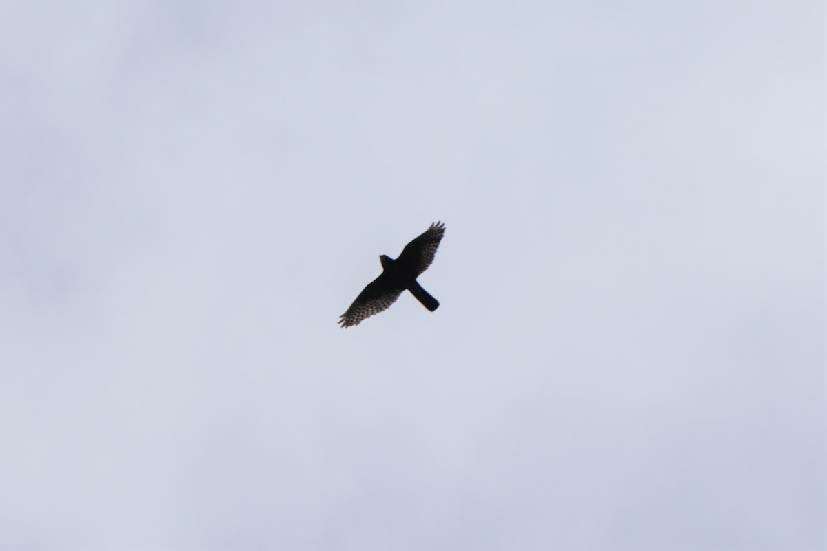 New Zealand Falcon - ML393022231