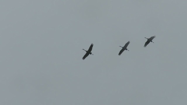 Sandhill Crane - ML393023381