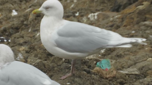 Iceland Gull (kumlieni) - ML393023501