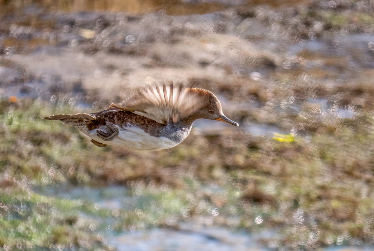 Hooded Merganser - ML393025571