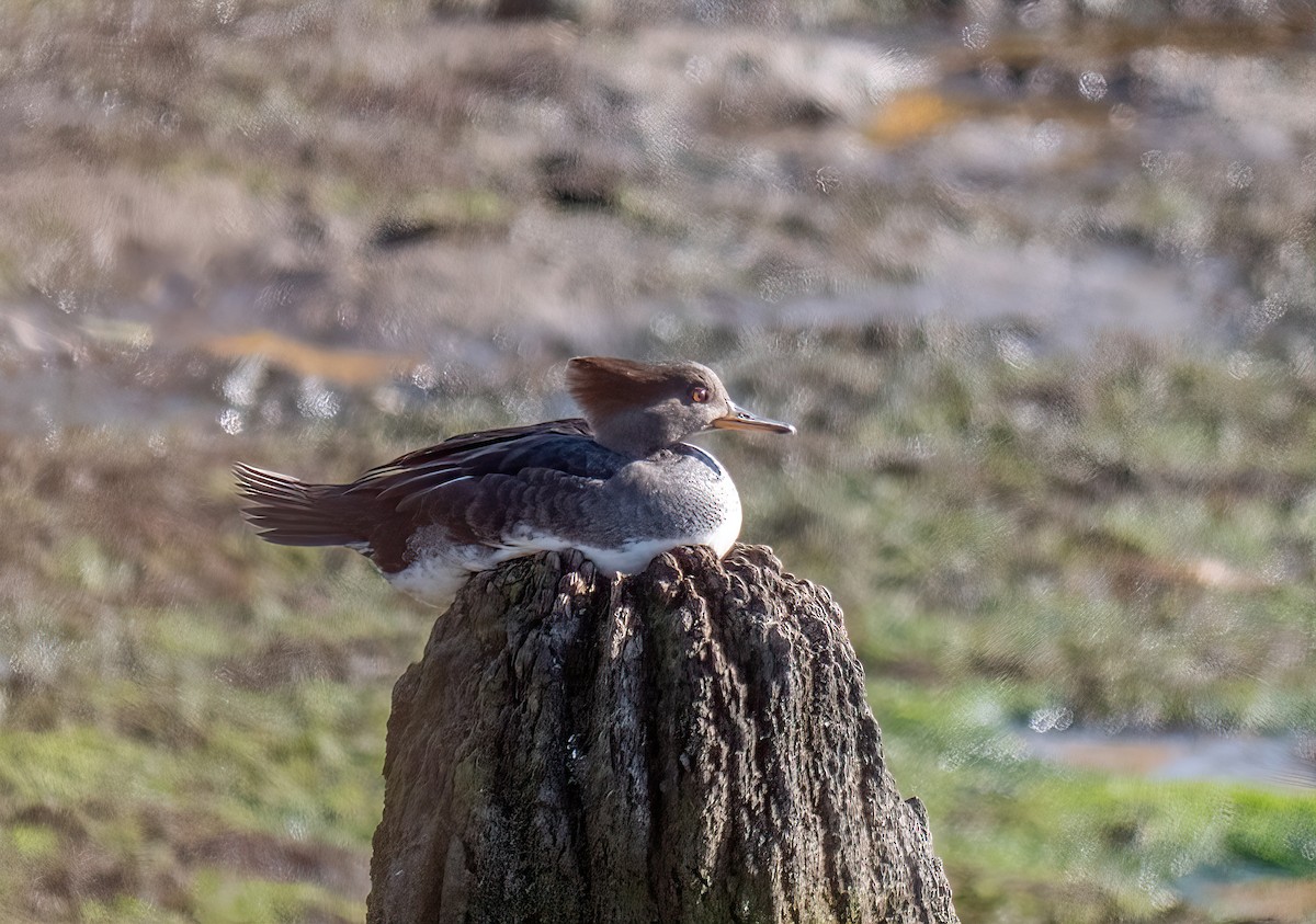 Hooded Merganser - ML393025581