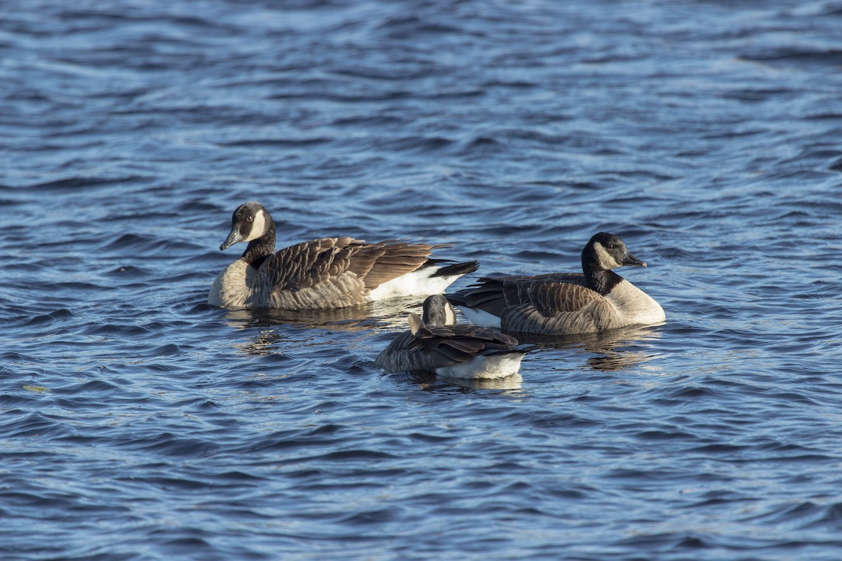 Canada Goose - ML393025771