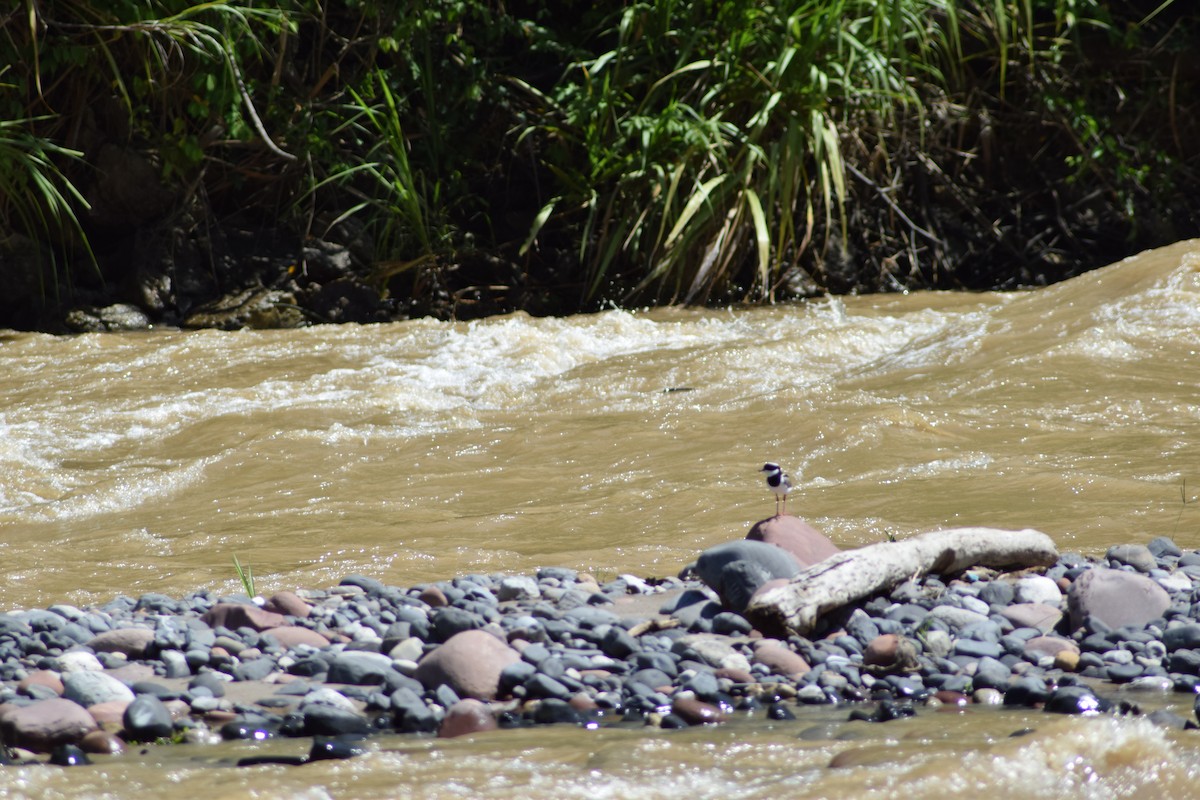 Collared Plover - ML393025881