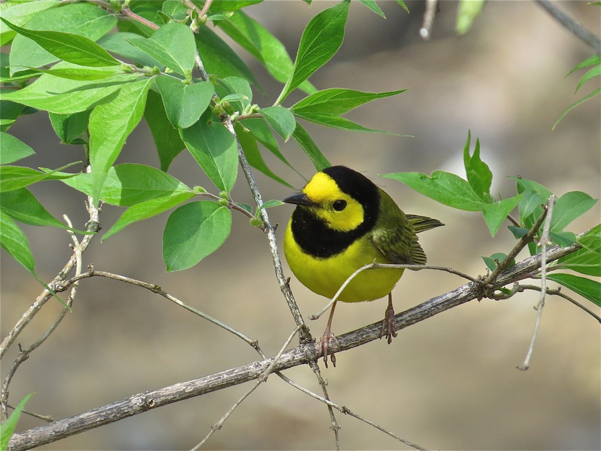 Hooded Warbler - ML39302601