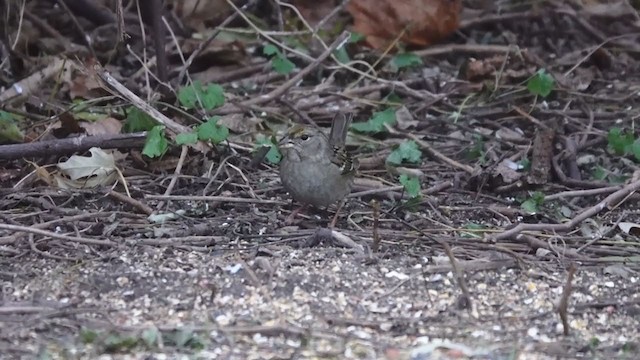 Golden-crowned Sparrow - ML393027101