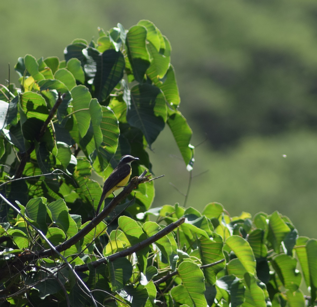 Social Flycatcher - ML393027261