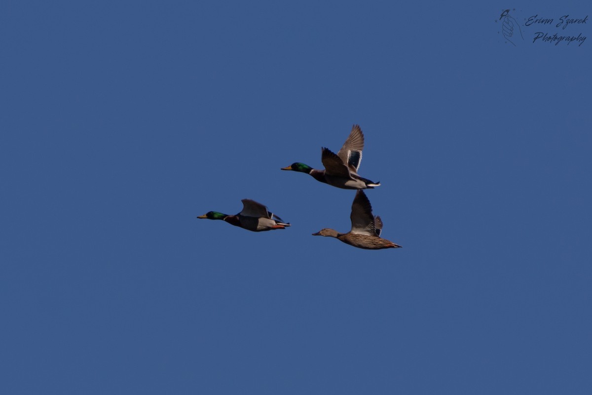 Mallard - ML393027841