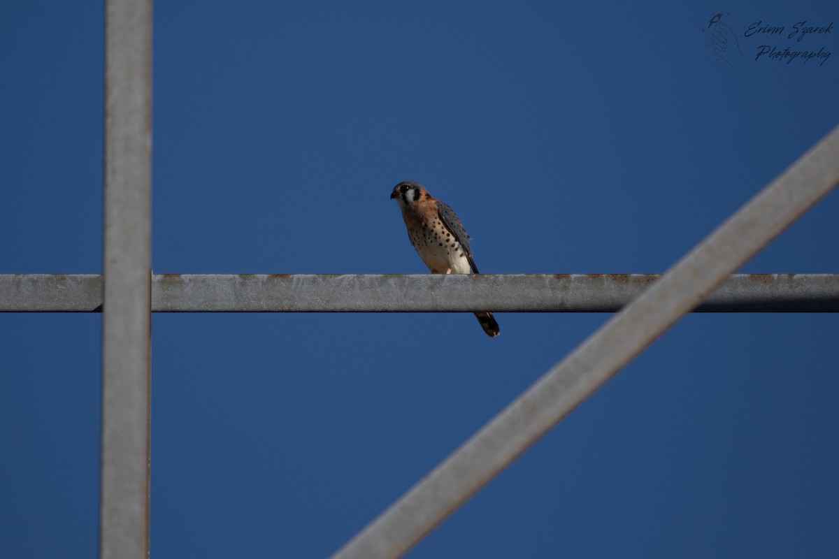 American Kestrel - ML393027921