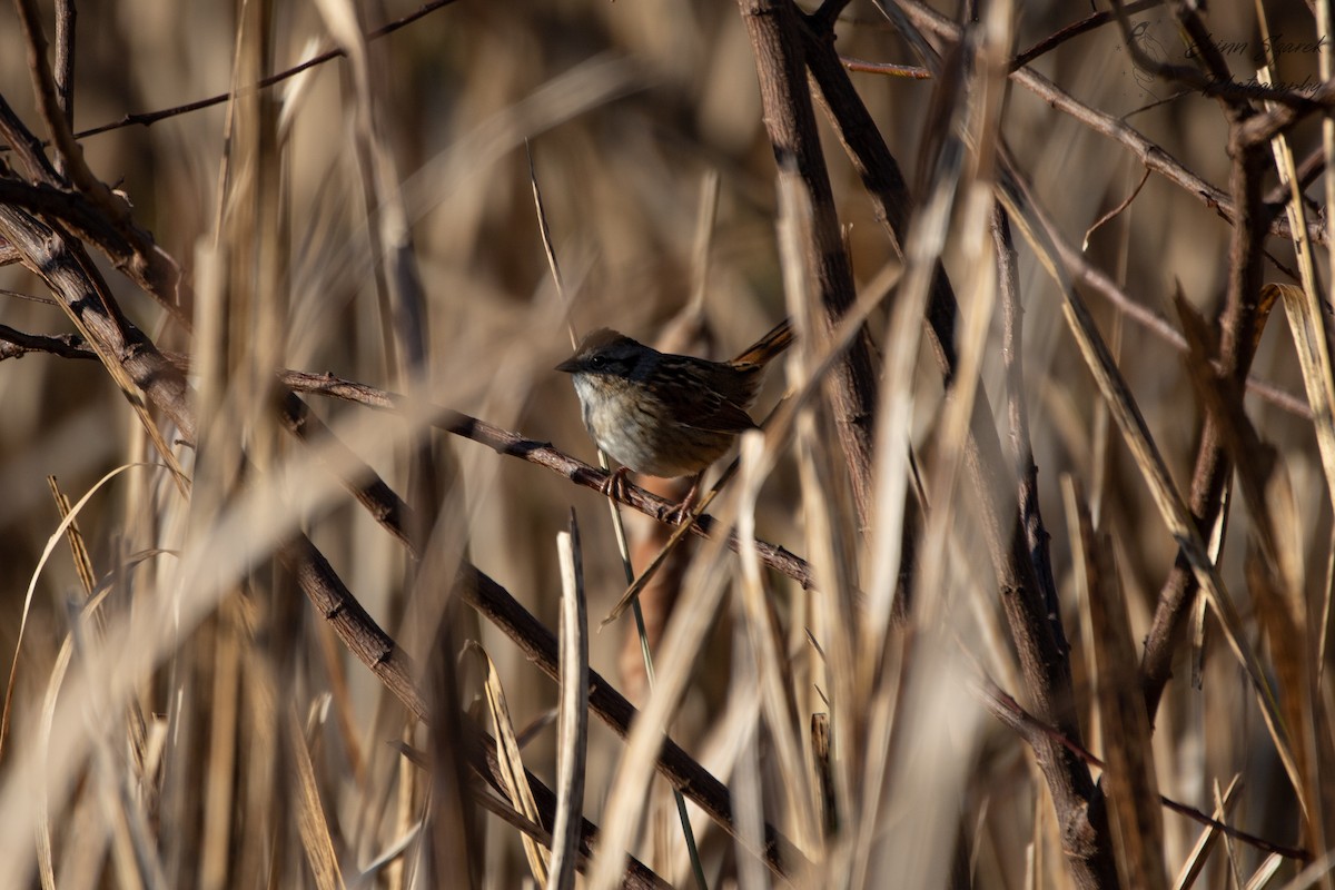 Swamp Sparrow - ML393028031