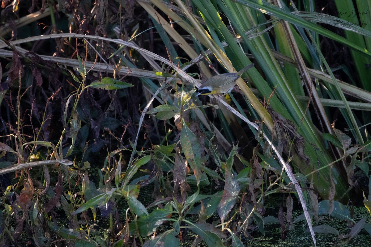 Paruline masquée - ML393028101