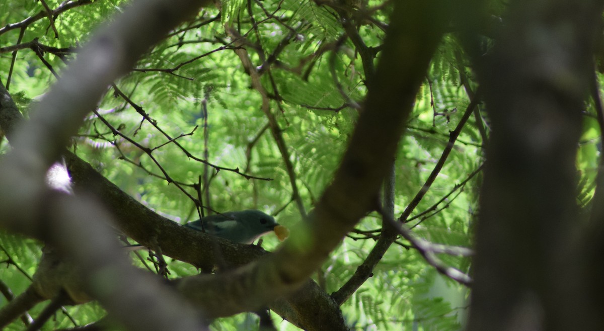Blue-gray Tanager - ML393028161