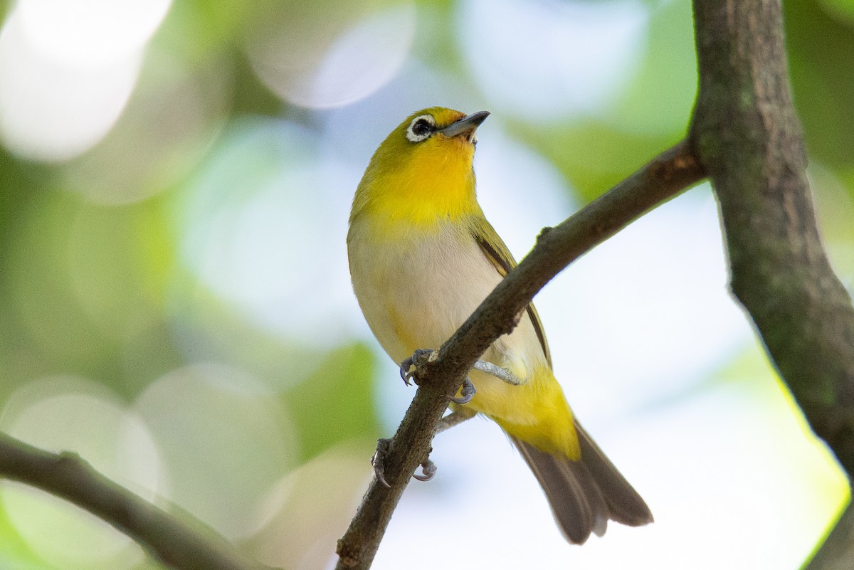 Ashy-bellied White-eye - ML393028791