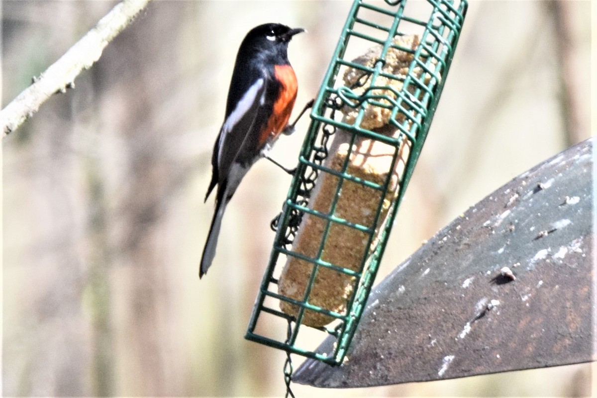Painted Redstart - ML393029781