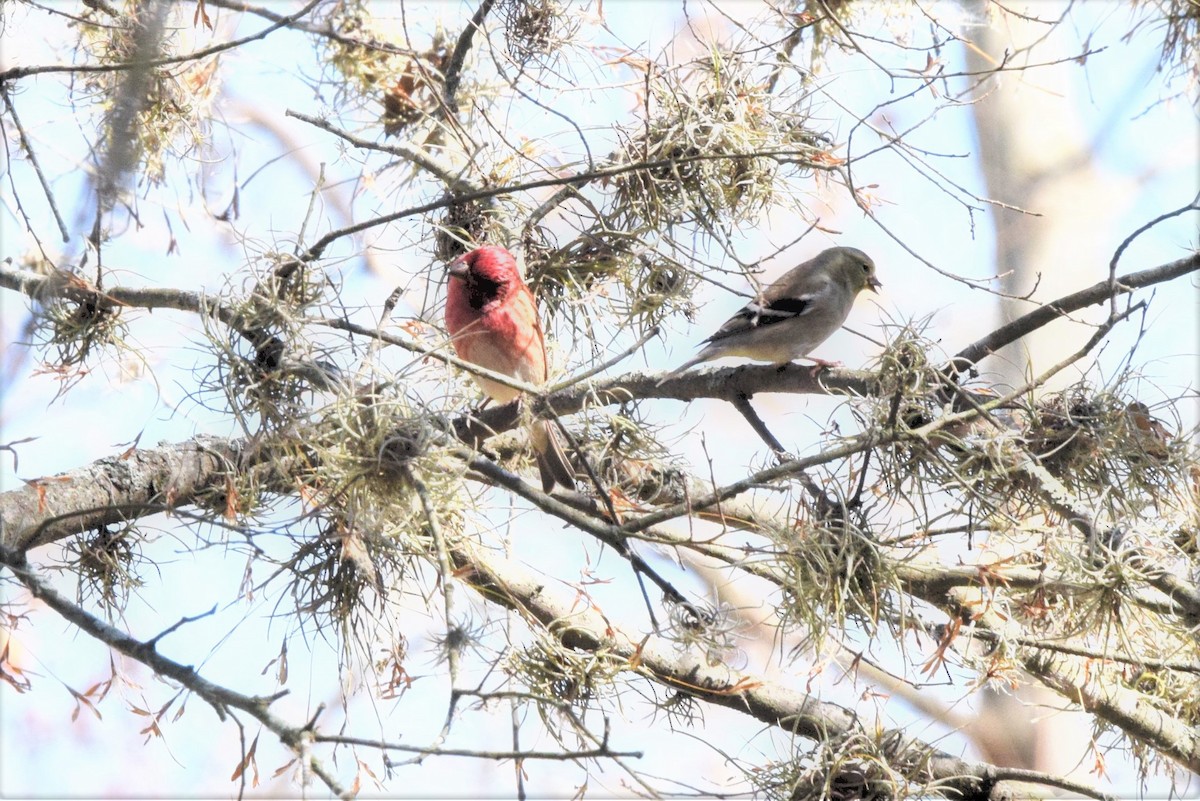 Purple Finch - ML393030141
