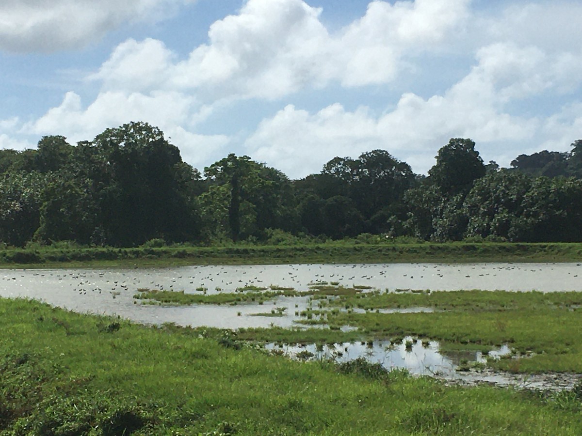 Pacific Black Duck - ML393030661