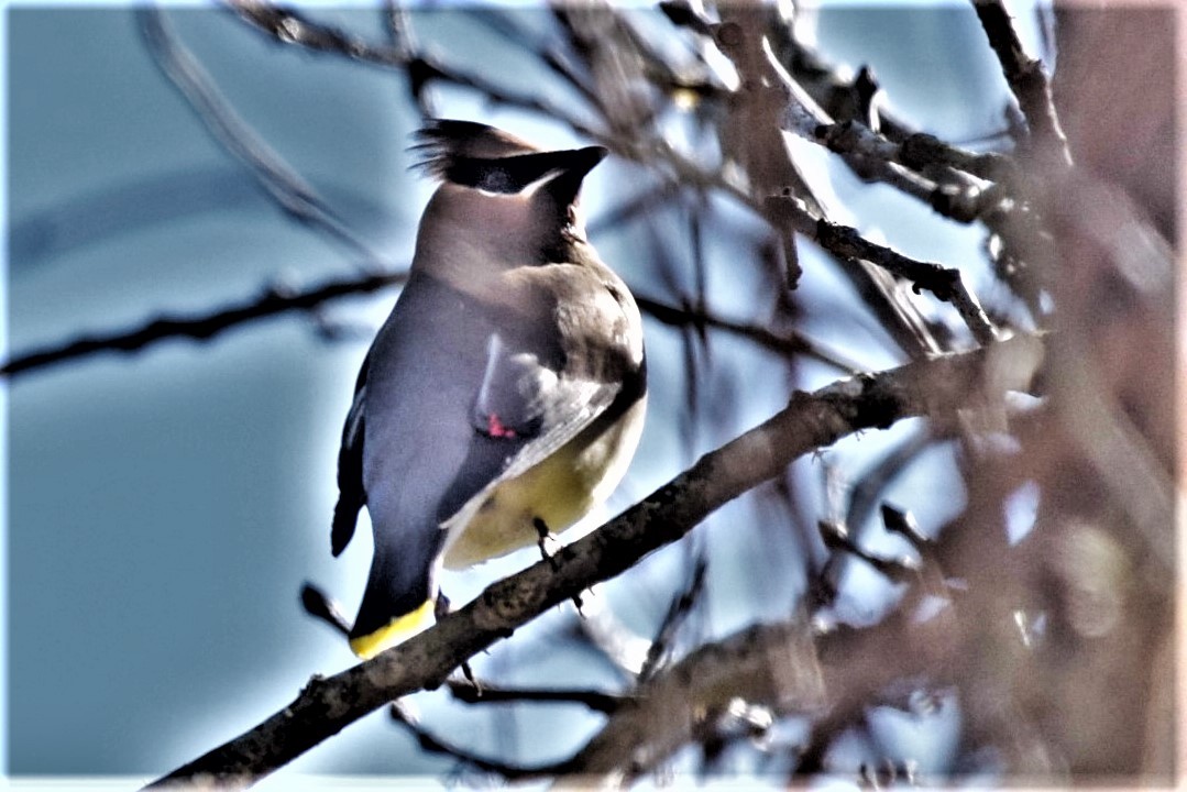 Cedar Waxwing - ML393031051