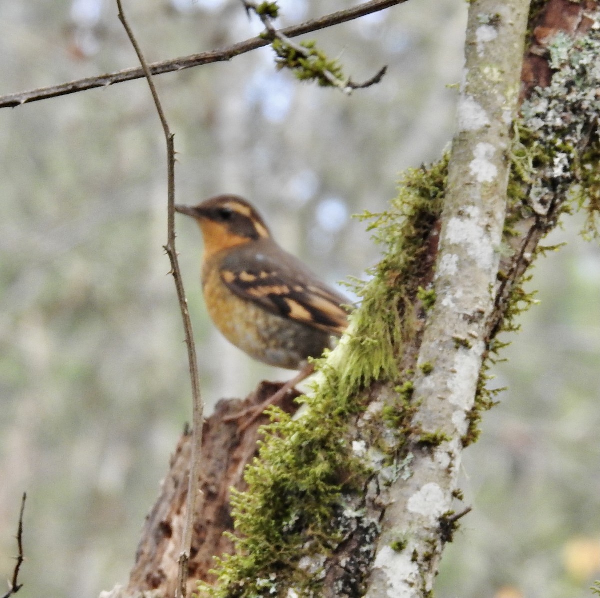 Varied Thrush - ML393032251