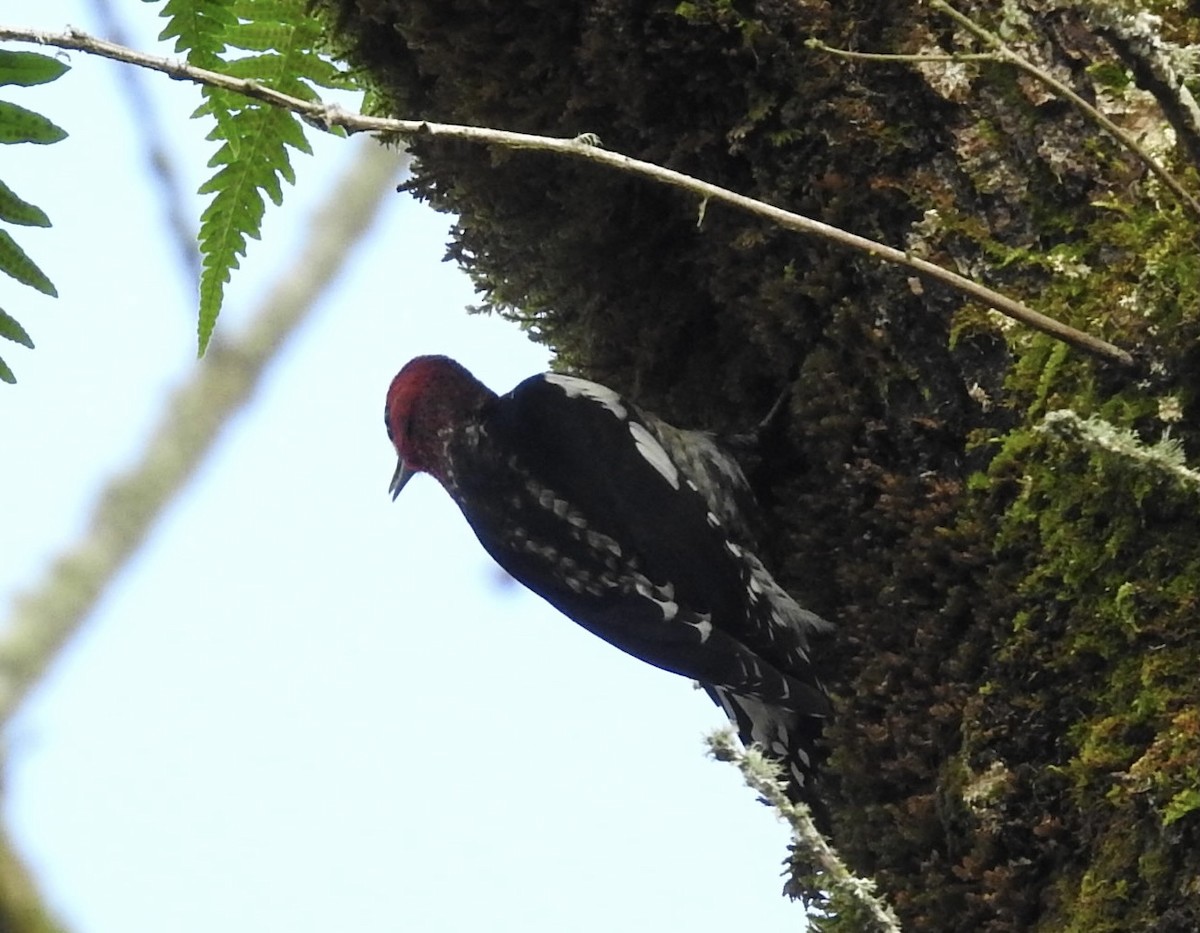 Red-breasted Sapsucker - ML393032311