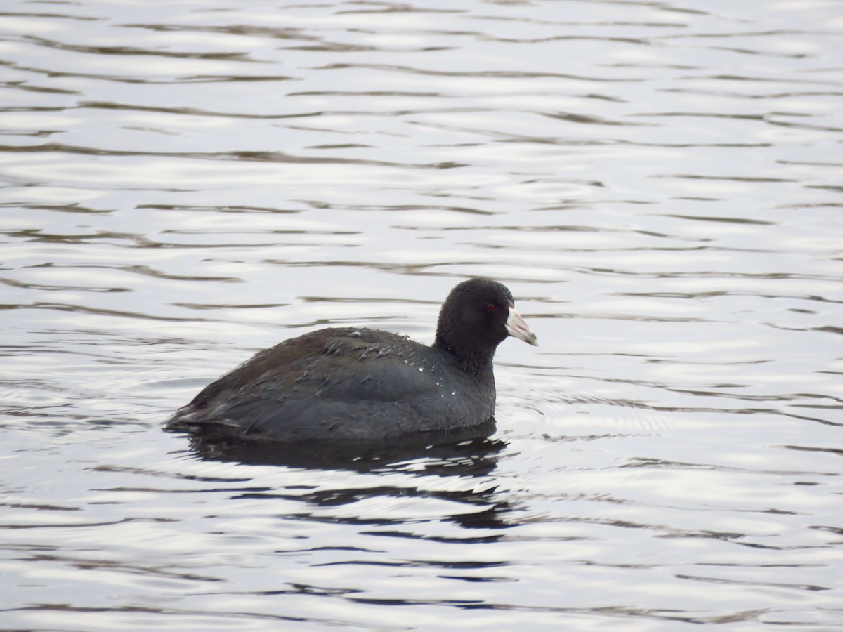 American Coot - Ken Orich