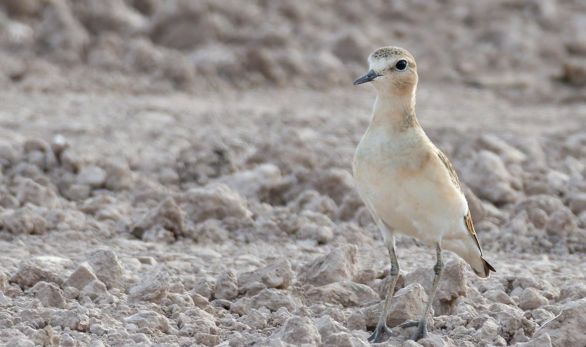 Mountain Plover - Wendy Miller