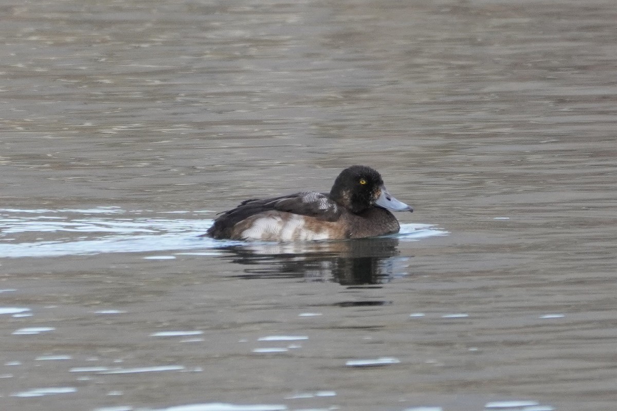 Greater Scaup - ML393038161