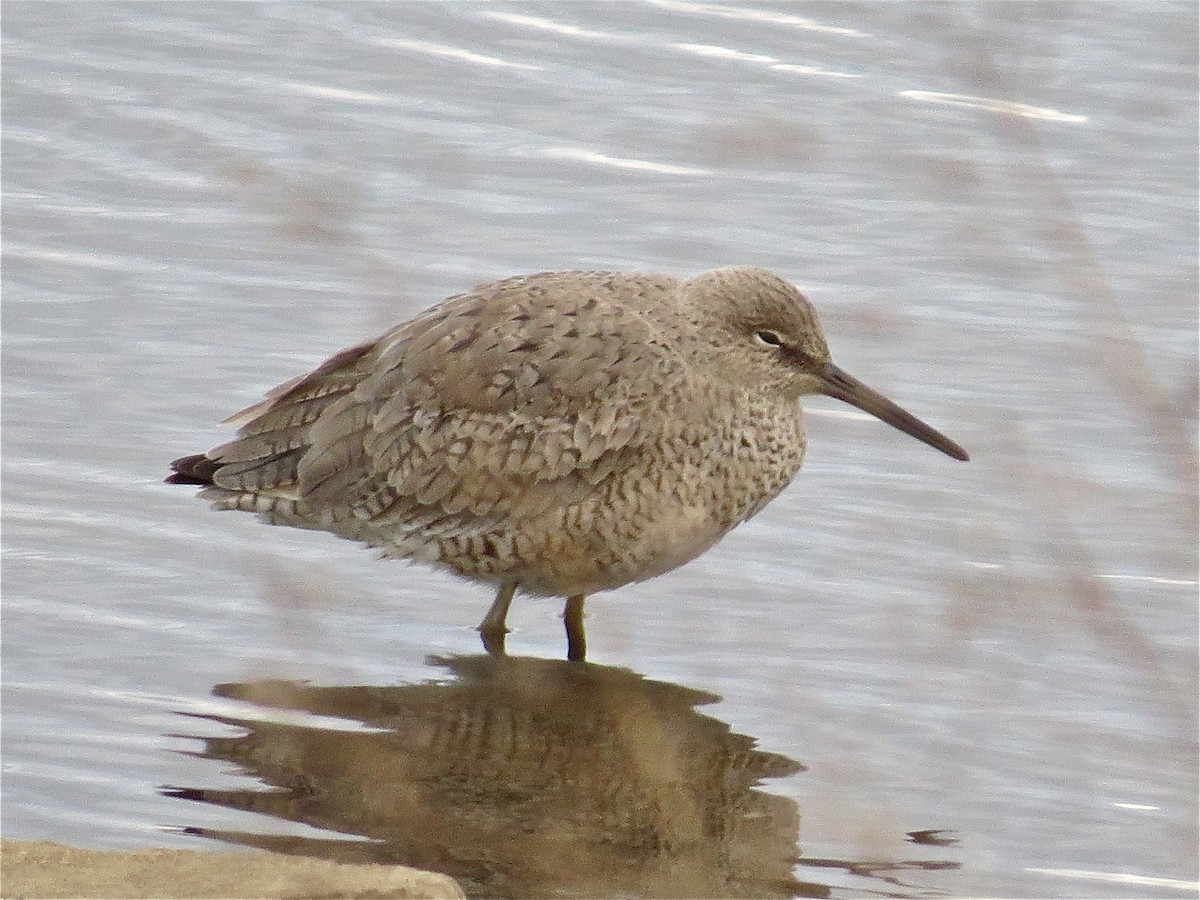 Willet - ML39303821