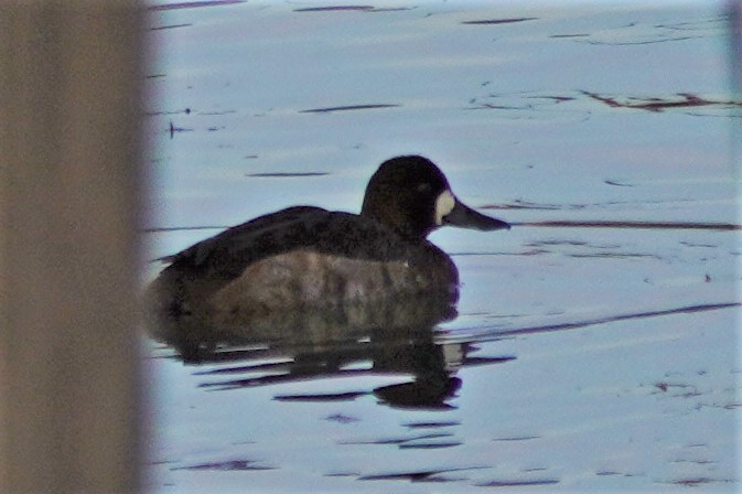 Greater Scaup - ML393038331