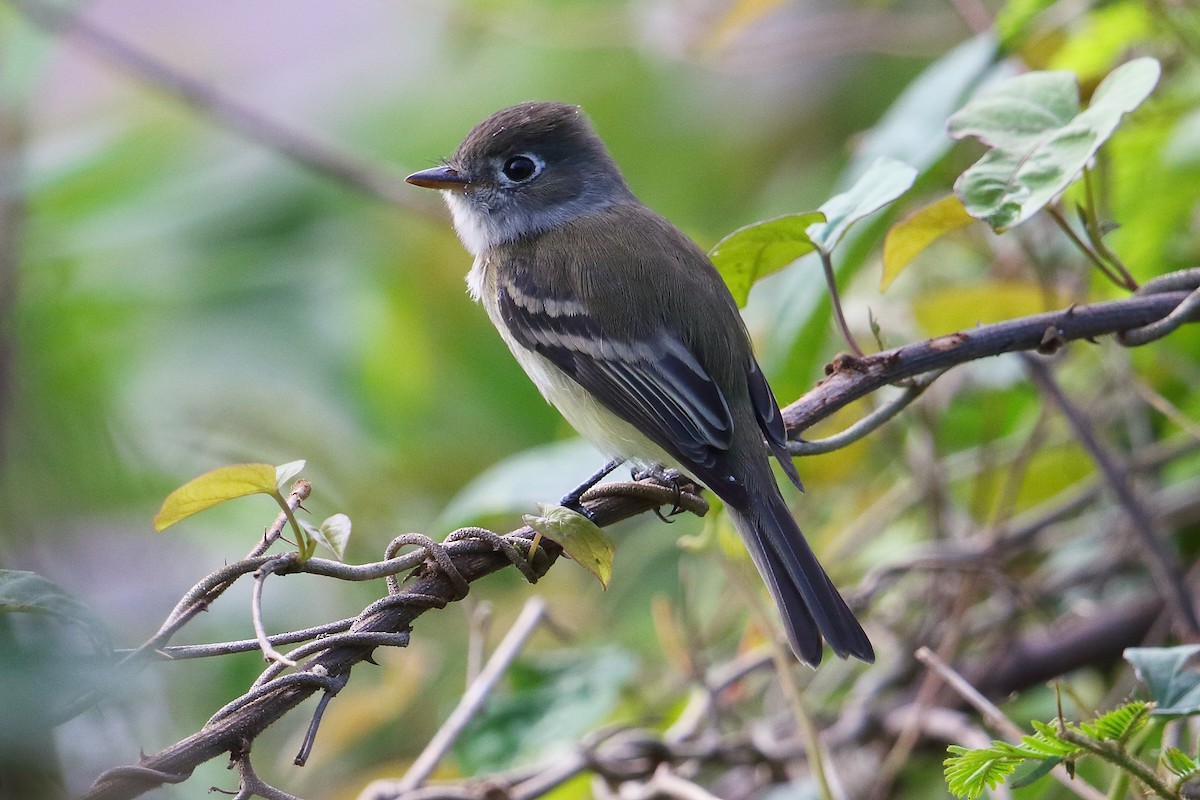 Least Flycatcher - ML39303921
