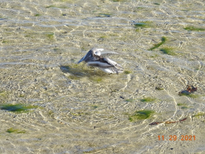 Sanderling - Dorothy Dunlap