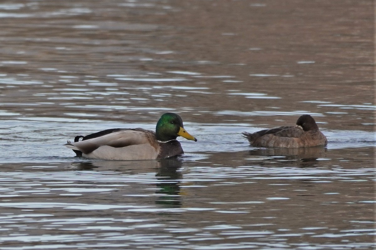 Greater Scaup - ML393040991